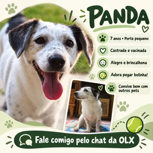 Doação Panda - Cachorra porte pequeno