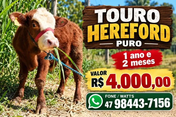 Touro hereford