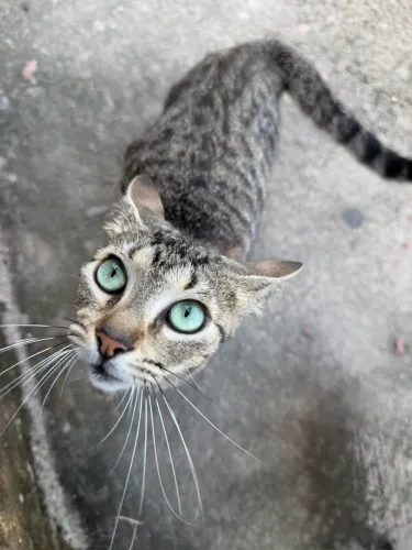Doando gata fêmea