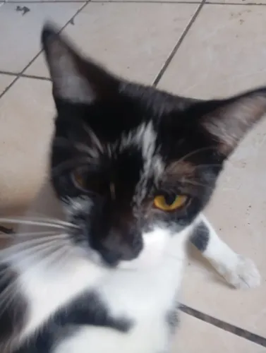 Gata fêmea que precisa de um abrigo 