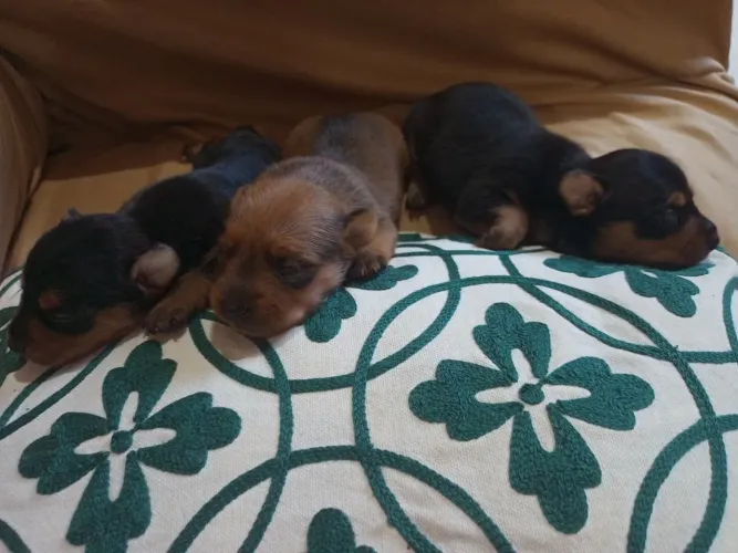 Cão Pincher 