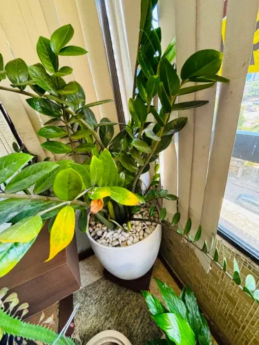 Vaso com planta zamioculca