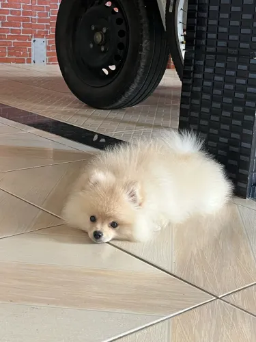 Vendo filhote de spitz Alemão Macho