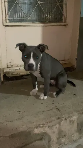 Pet