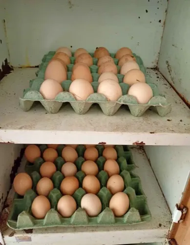 Doações de ovos