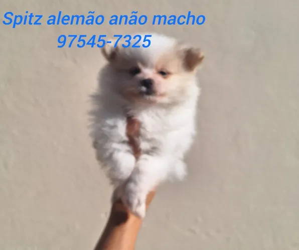Spitz alemão mini macho