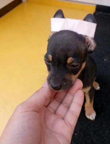 Pinscher zero energia e alegria em tamanho pequeno