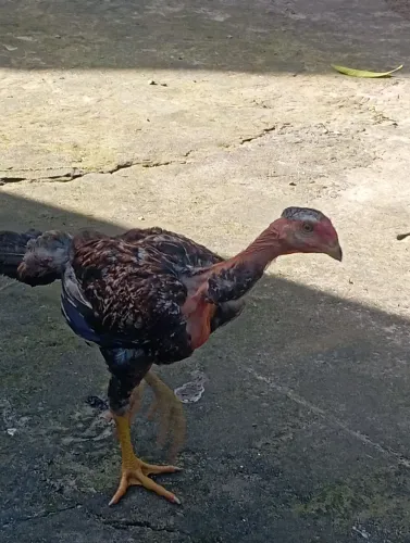 Frango Polaco gigante