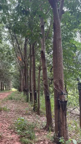OPORTUNIDADE DE OURO: POTENCIAL PRA 150TON DE BORRACHA/ANO E CONFORTO ABSOLUTO!