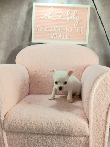 Chihuahua,Chihuahua Filhote Top Padrão da Raça