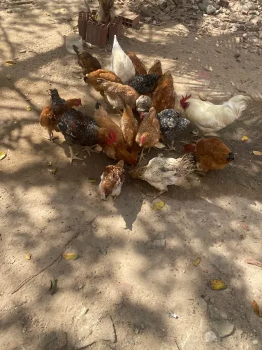 Galos e galinhas