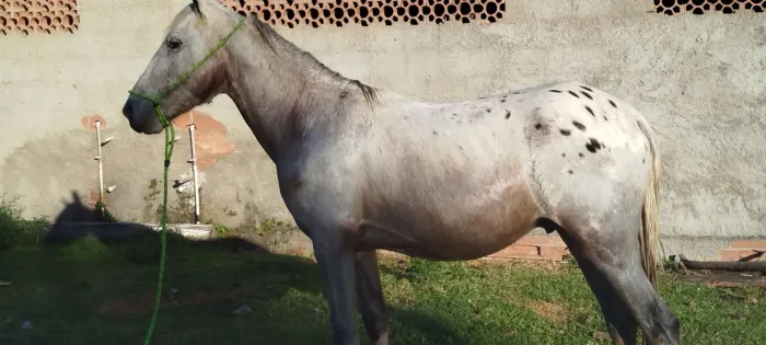 Lindo potro persa melhor presente pro seu filho