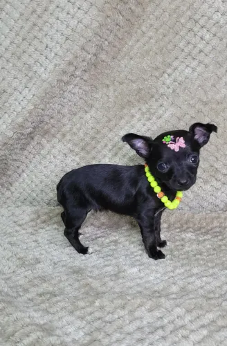 Pinscher zerinho !!!