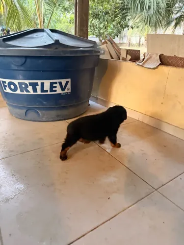 Filhote de rottweiler de altíssima genética
