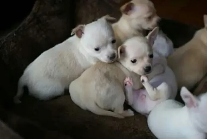 chihuahua Últimos filhotes disponíveis da ninhada. chama 9 9751.6491