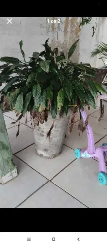 Jarro com planta grande 
