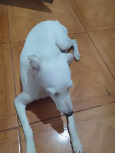 Estou doando um cão de estimação 