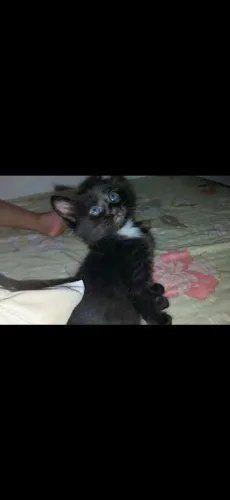 Gato macho 