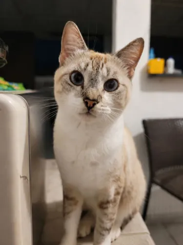Gata para adoção/doação