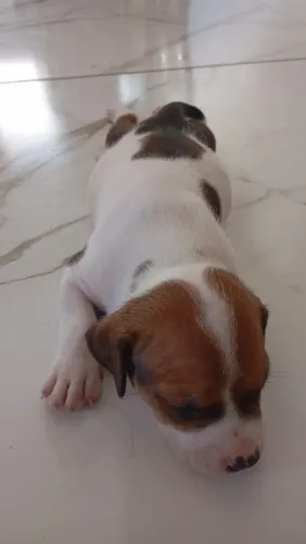 Vendo filhotes de Pitbull
