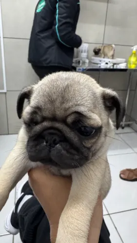 Filhotes Pug
