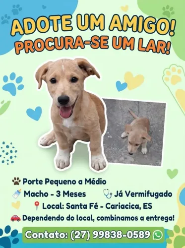 Doação filhote cachorro