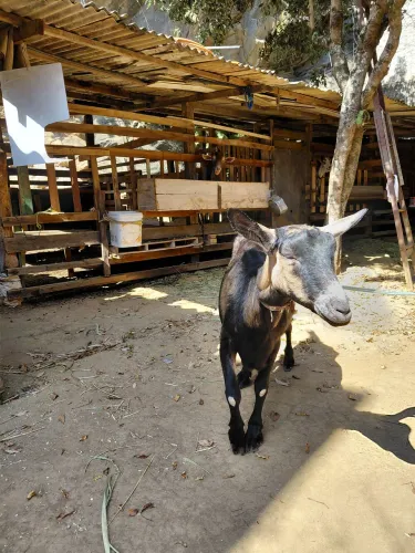 CABRA PARDOPINA