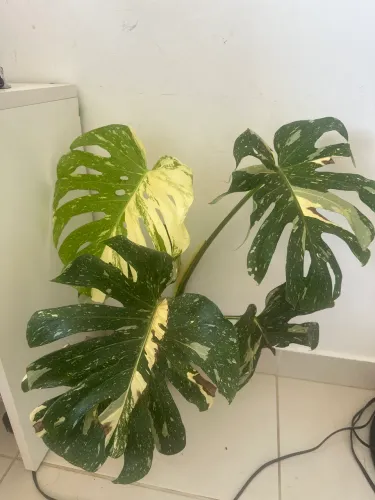 Costela de Adão variegata 