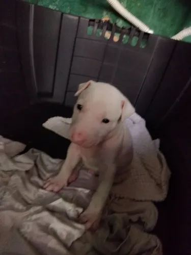 Vendo bull terrier
