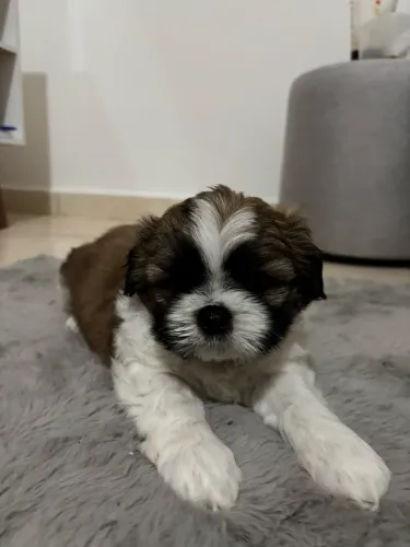 Filhote shih tzu