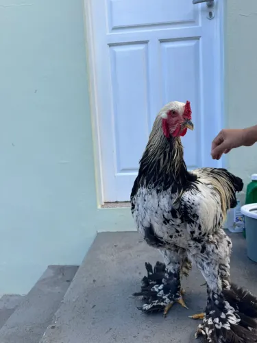 Galo Brahma cinza/prata