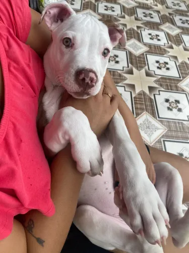 Pitbull fêmea 