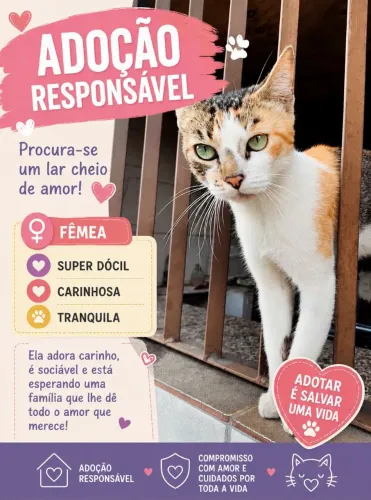 Adoção responsável gata fêmea 