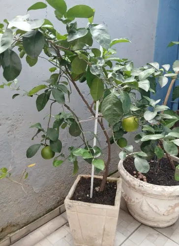 Frutiferas em vasos grandes, produzindo