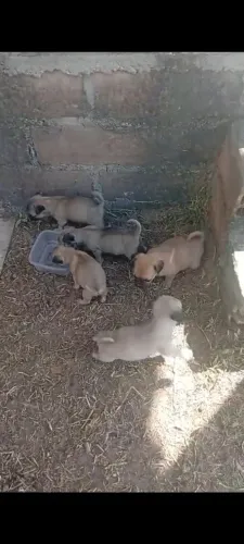 Pugs fêmea e macho