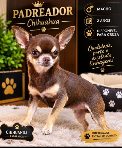 CHIHUAHUA MACHO DISPONÍVEL PARA CRUZA