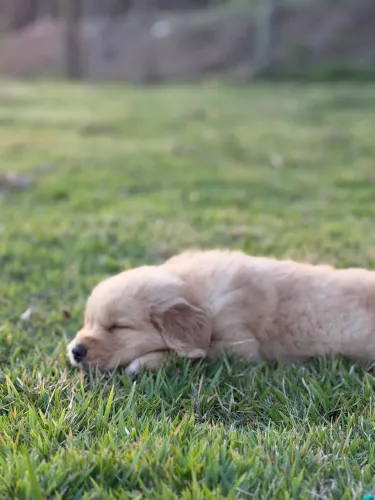 Filhotes de Golden retrivier 