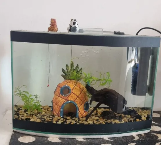 AQUARIO COMPLETO 10 LITROS