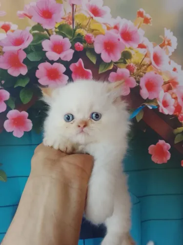 Vacinados Gato Persa Macho