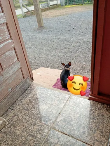 Vendo ou troco fêmea de pinscher