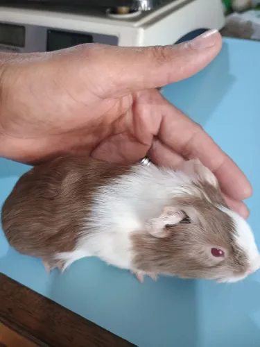 Vendo porquinho da índia