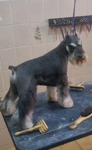 Doa-se Schnauzer miniatura 