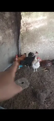 Galinhas capiras