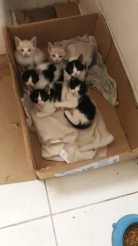 Gatinhos filhotes para adoção