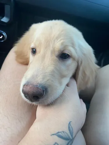 Golden retriever filhote