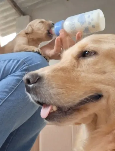 Filhotes de Golden pra venda com pedigree