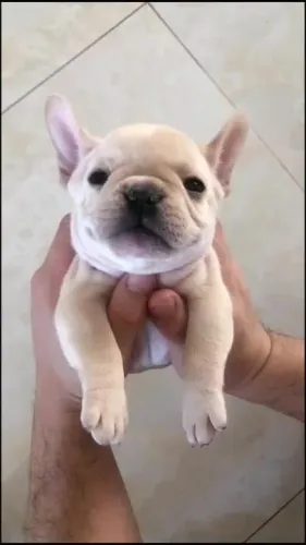 Bulldog francês carinhoso 