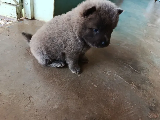Cachorro 