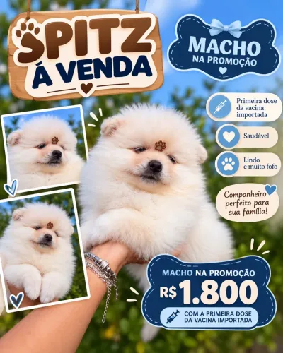 Lindos filhotes de spitz alemão ?