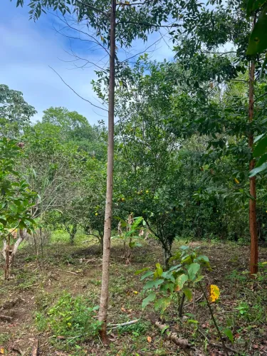 Paraíso Natural Paz e tranquilidade árvores e frutas
